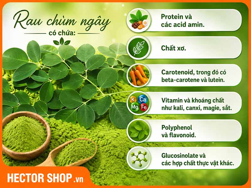 Chùm ngây rất giàu dinh dưỡng