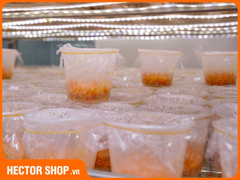Đông trùng hạ thảo nuôi trồng tại Việt Nam