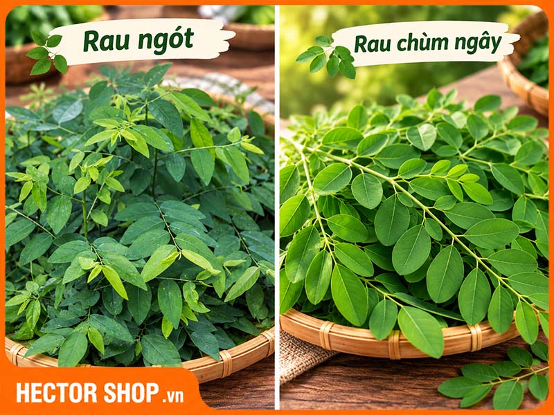 Hình ảnh phân biệt rau ngót và rau chùm ngây