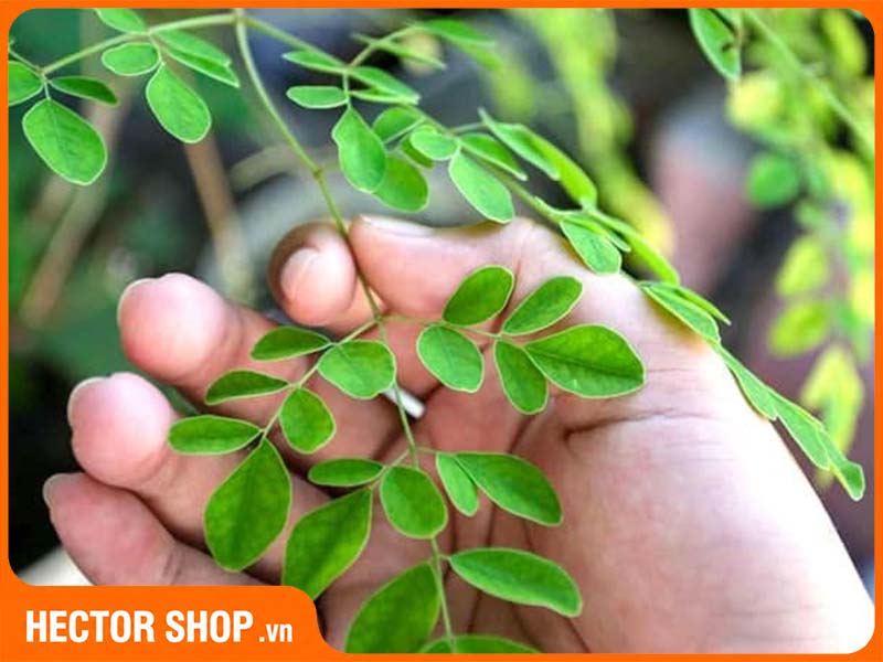 Cận cảnh lá chùm ngây