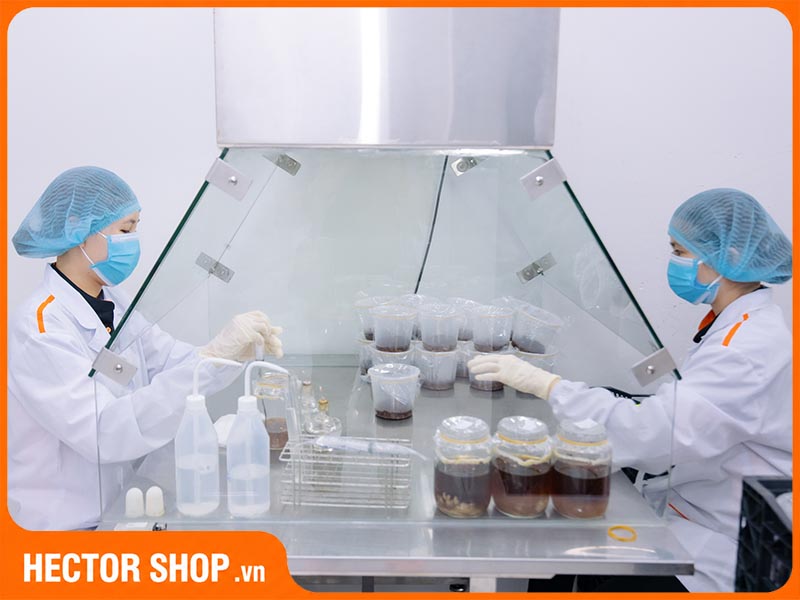 Một công đoạn nhân giống nấm đông trùng hạ thảo