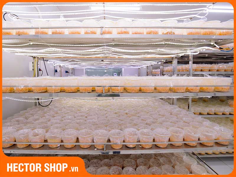 Nấm đông trùng hạ thảo được nuôi trồng tại nhà máy Lavite
