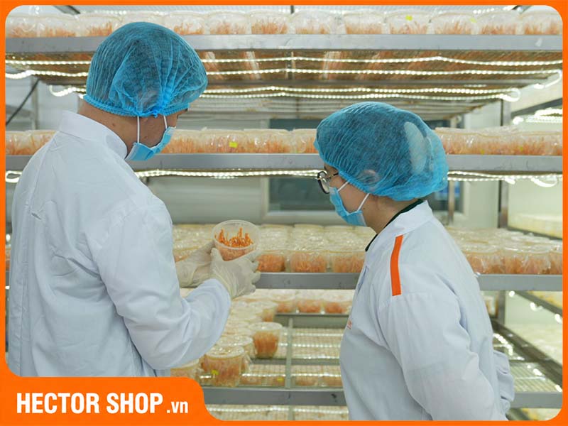 Nấm đông trùng hạ thảo mang lại nhiều lợi ích cho sức khoẻ