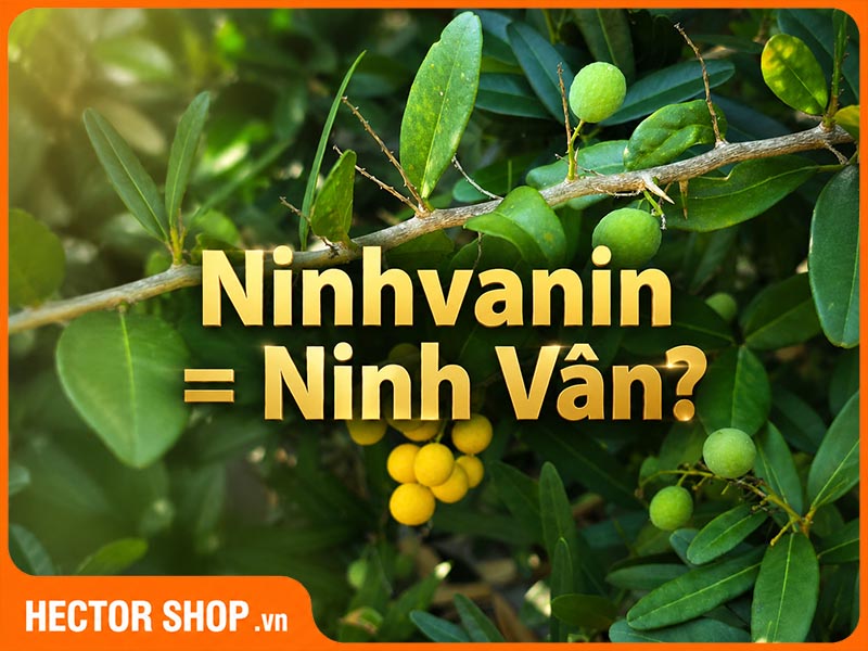 Ninhvanin có phải được đặt tên theo Ninh Vân