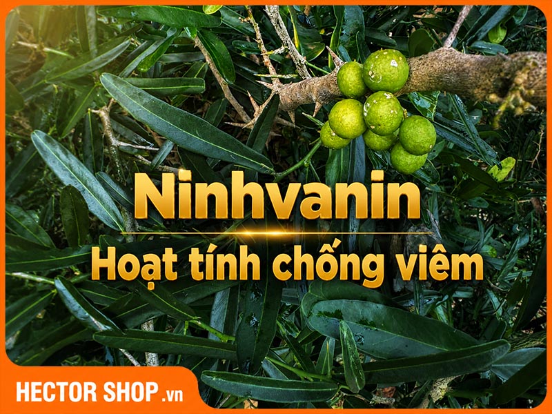 Ninhvanin được nghiên cứu về khả năng chống viêm