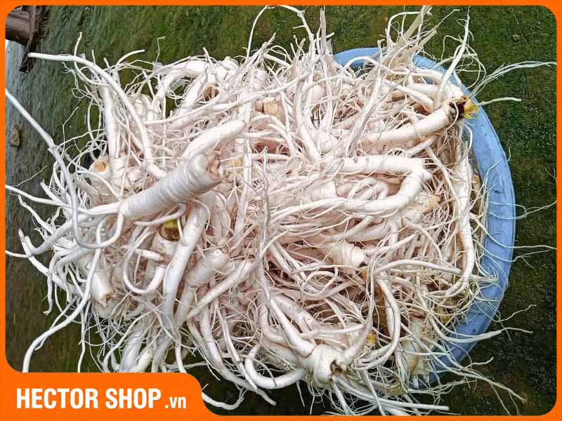Rễ cây cát cánh