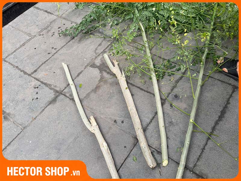 Thân và vỏ cây chùm ngây