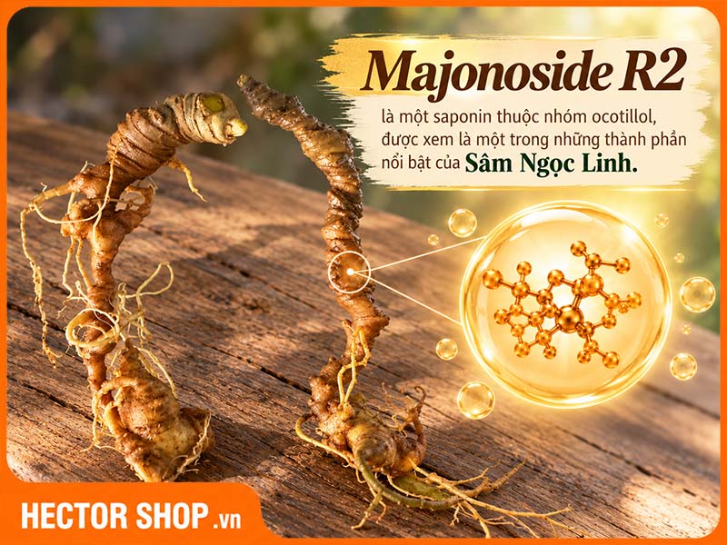 Majonoside R2 là một trong những thành phần nổi bật của Sâm Ngọc Linh