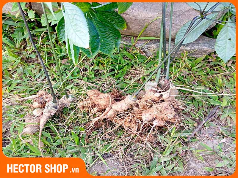 Thật khó có thể nhận biết Sâm Ngọc Linh thật qua hình dáng củ