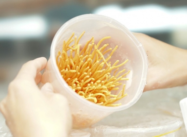 Cordyceps và Cordyceps Militaris là gì? Cordycepin có tác dụng gì cho sức khỏe?