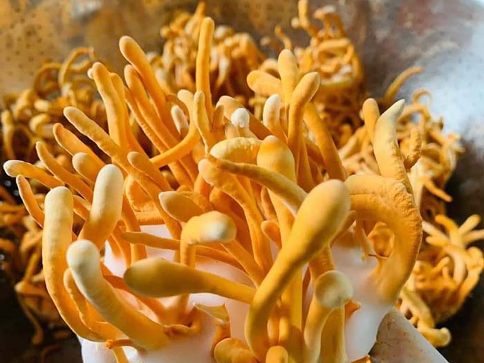 12 công dụng của đông trùng hạ thảo đối với sức khỏe người già