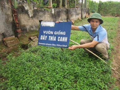 Dây thìa canh có tác dụng gì? Uống nhiều có tốt không?