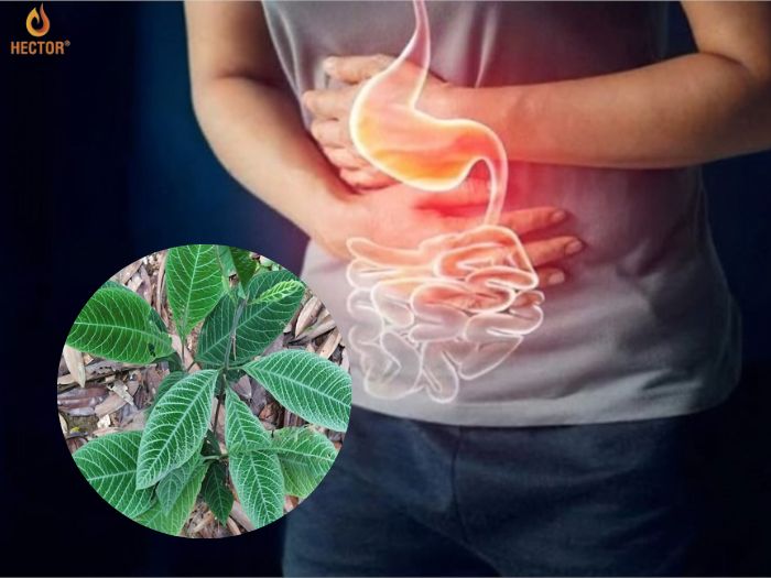 Lá khôi có tác dụng gì với dạ dày? Mua lá khôi ở đâu tốt nhất