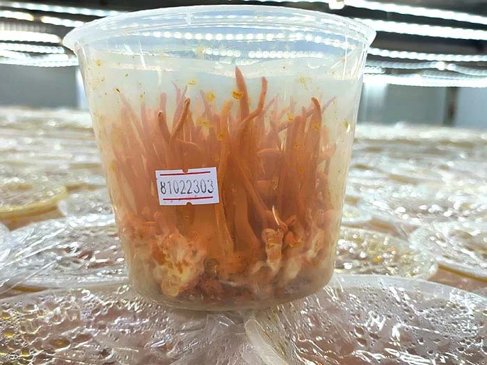 Đông trùng hạ thảo có tác dụng gì đối với sức khỏe phụ nữ?