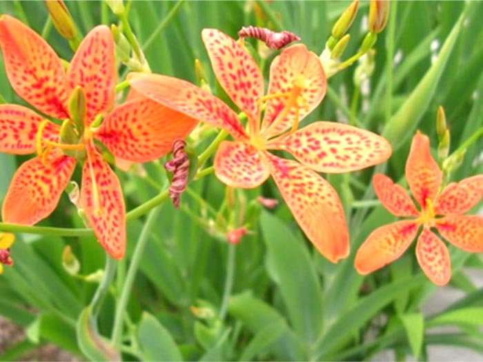 Người xưa ngậm lá cây rẻ quạt chữa ho bởi siêu tác dụng này