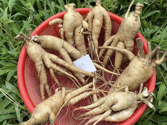 Sâm Hoàng Ngọc có tác dụng gì, trồng ở đâu, có tốt không?