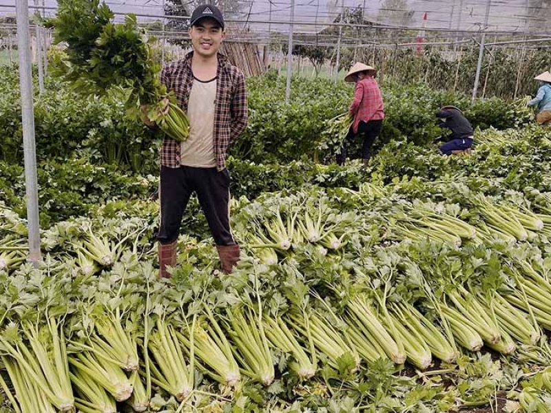 Hơn 10 tác dụng thực sự của cần tây đã được chứng minh