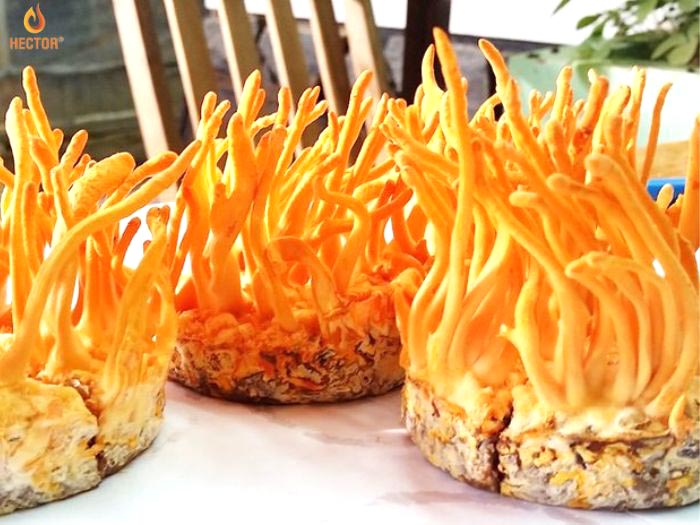 Sự thật là có nên uống đông trùng hạ thảo thường xuyên không?