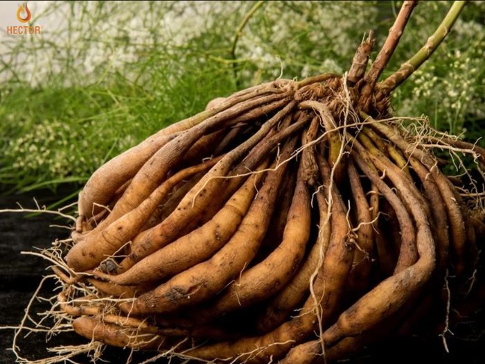 Bí quyết sử dụng thiên môn chùm cho cuộc sống luôn thăng hoa