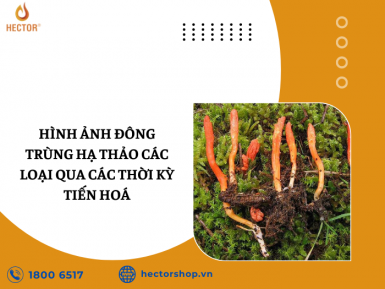 Ảnh đông trùng hạ thảo các loại qua các thời kỳ tiến hoá