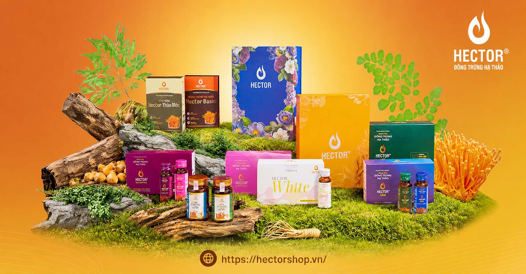 Đông trùng hạ thảo Hector tốt cho sức khỏe | Lavite Việt Nam