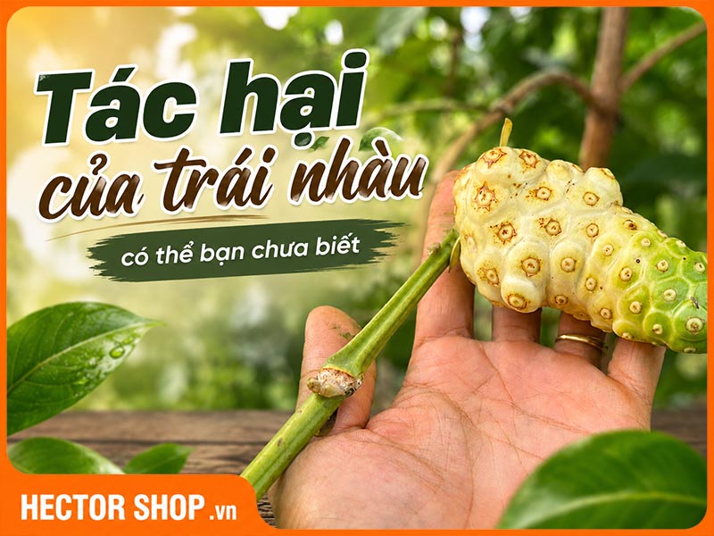 Những Tác Hại Của Trái Nhàu Có Thể Bạn Chưa Biết