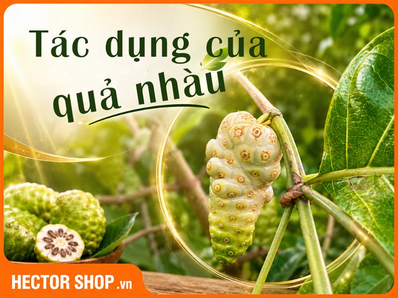 Những tác dụng của quả nhàu đã được nghiên cứu chứng minh
