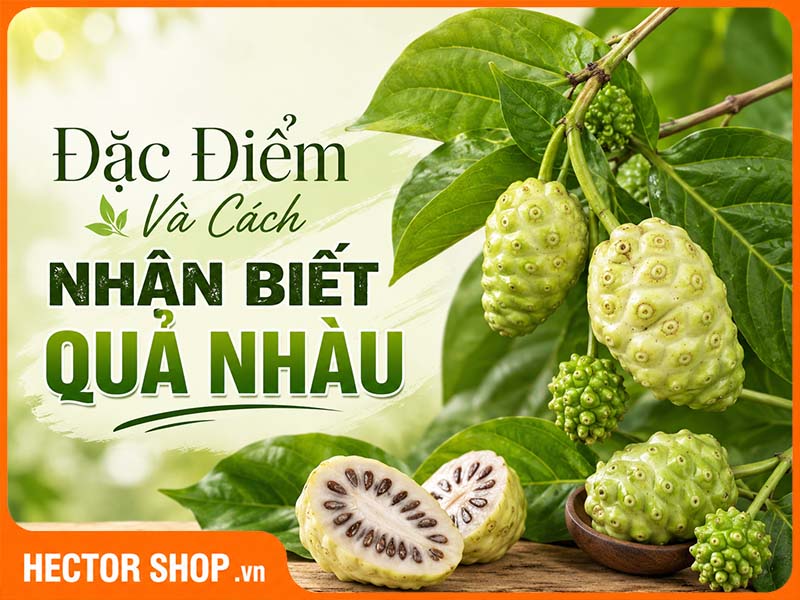Trái Nhàu Là Trái Gì? Đặc Điểm Và Cách Nhận Biết Quả Nhàu