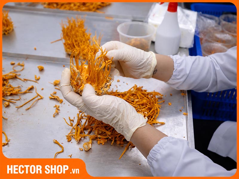Tác Dụng Của Nấm Cordyceps Militaris Đối Với Sức Khỏe