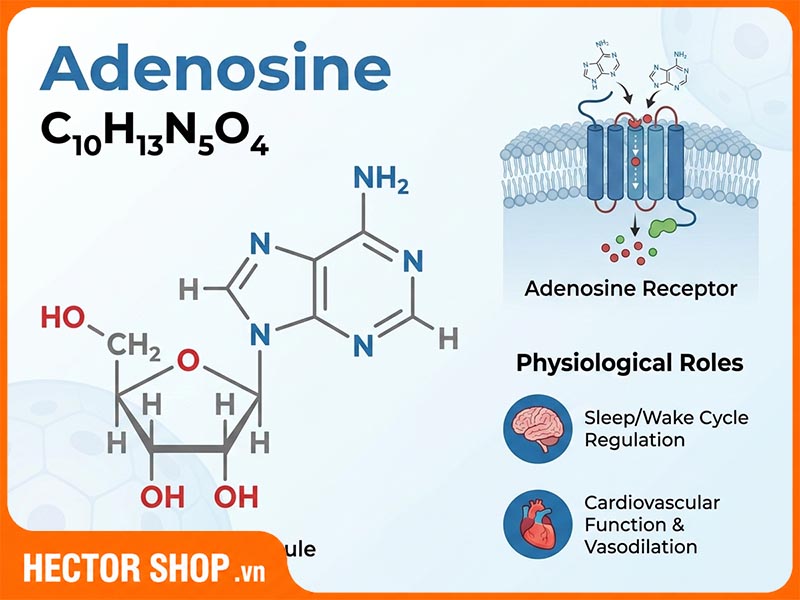 Adenosine Trong Nấm Đông Trùng Hạ Thảo Có Tác Dụng Gì?