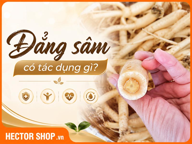 Đẳng Sâm Có Tác Dụng Gì Theo Đông Y Và Khoa Học Hiện Đại?