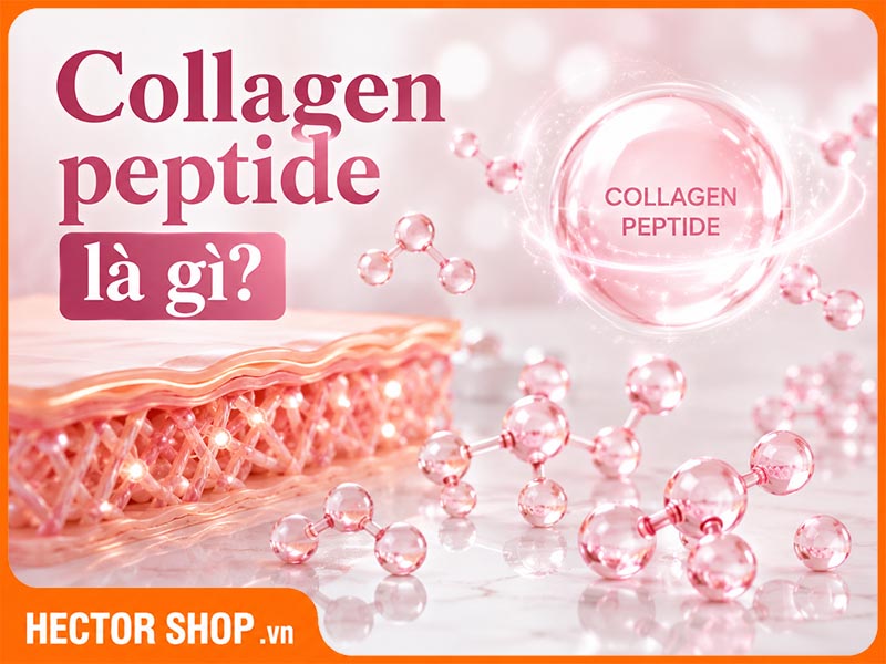 Collagen Peptide Là Gì? Vì Sao Được Dùng Phổ Biến?
