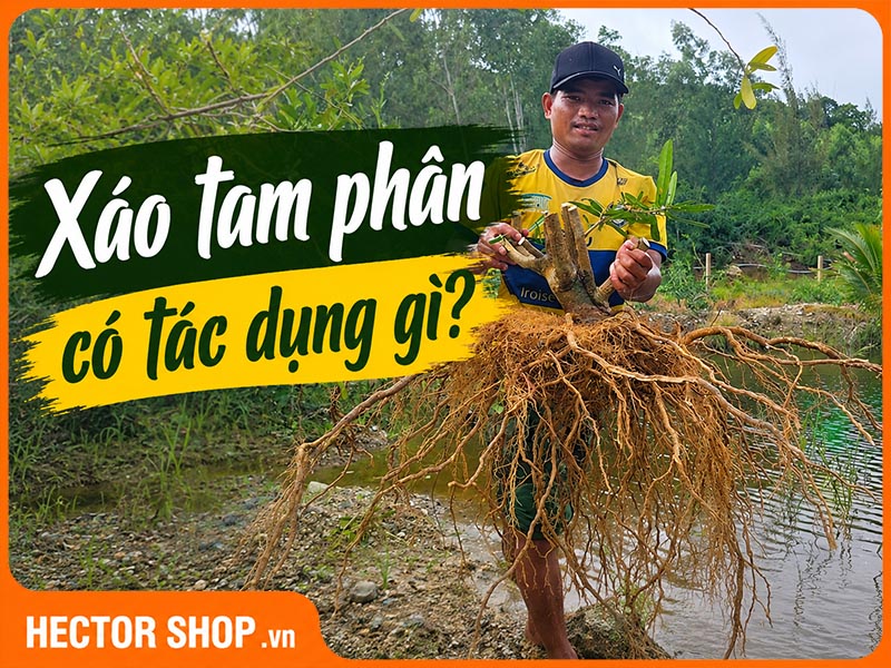Xáo Tam Phân Có Tác Dụng Gì? Giải Mã Từ Đông Y Đến Khoa Học