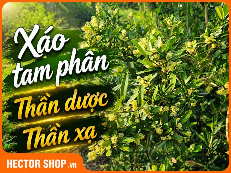 Xáo Tam Phân Là Cây Gì? Vì Sao Dân Gian Gọi Là Thần Xạ, Thần Dược?