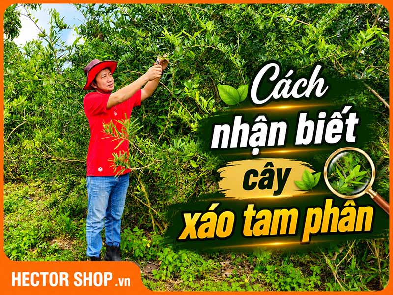 Cách Nhận Biết Cây Xáo Tam Phân Thật Giả Qua Hình Ảnh