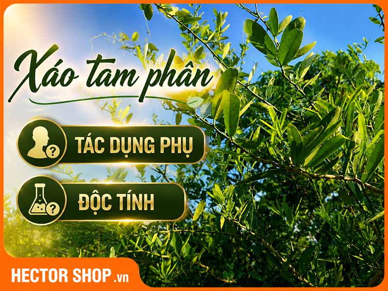 Tác Dụng Phụ Và Độc Tính Có Trong Cây Xáo Tam Phân