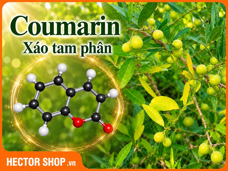 Coumarin Trong Xáo Tam Phân: Giải Mã 