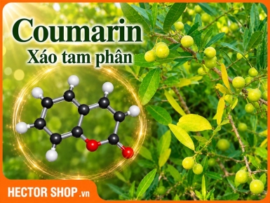 Coumarin Trong Xáo Tam Phân: Giải Mã 