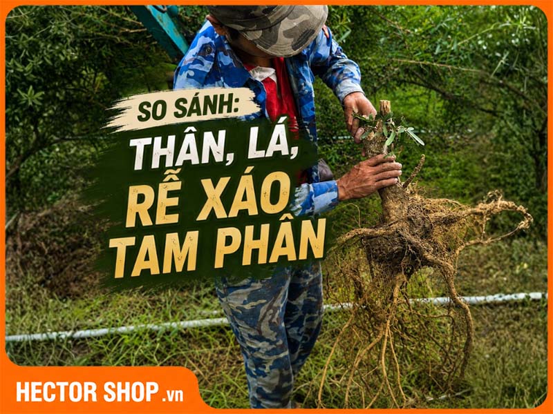 Thân Lá Và Rễ Xáo Tam Phân Khác Nhau Thế Nào?