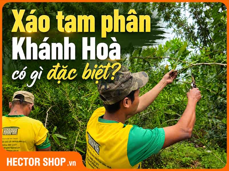 Xáo Tam Phân Khánh Hòa Có Gì Đặc Biệt? Cách Chọn Mua