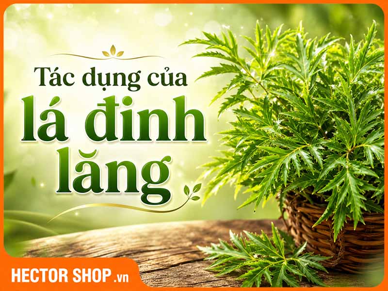 Tác Dụng Của Lá Đinh Lăng Đối Với Sức Khỏe
