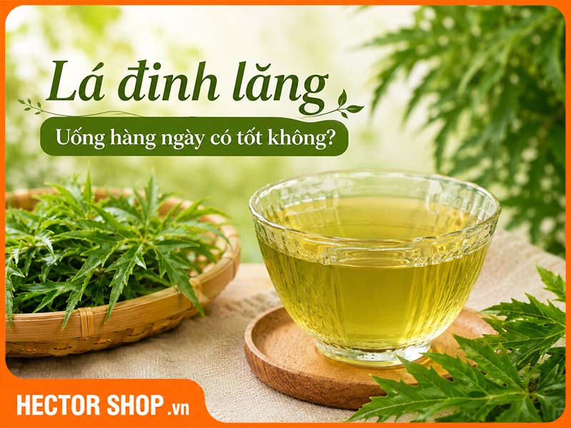 Uống Nước Lá Đinh Lăng Hàng Ngày Có Tốt Không?