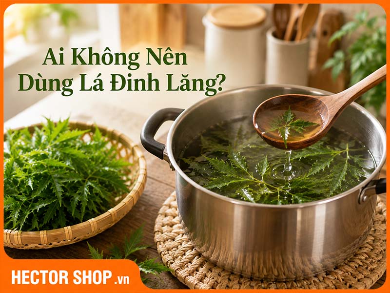 Những Ai Không Nên Dùng Lá Đinh Lăng?