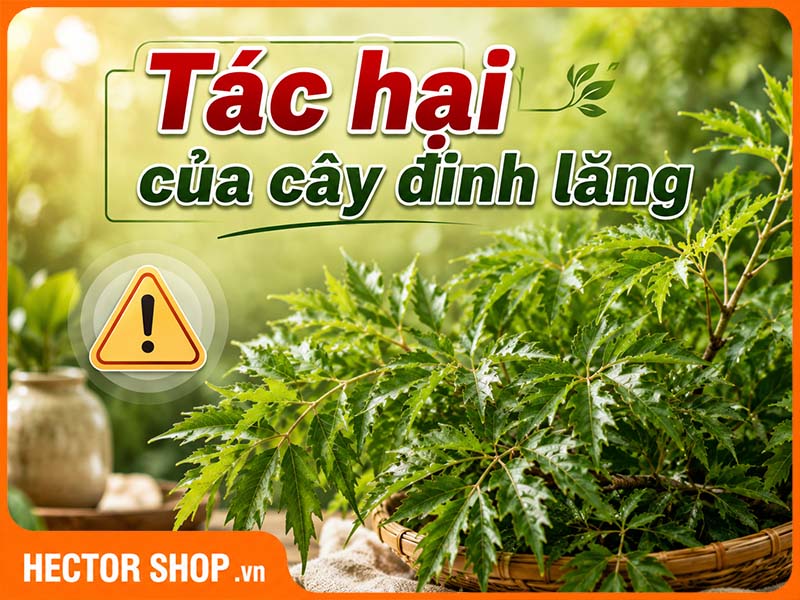 Tác hại của cây đinh lăng: Dùng nhiều nguy hiểm đến mức nào?