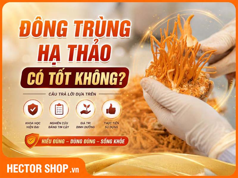 Đông Trùng Hạ Thảo Có Tốt Không? Bằng Chứng Khoa Học