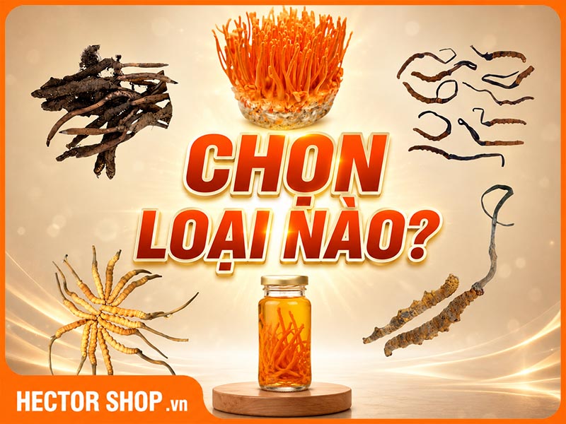 Các Loại Đông Trùng Hạ Thảo Phổ Biến & Cách Chọn Phù Hợp