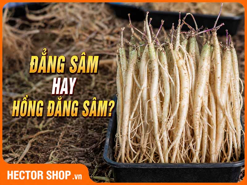 Đẳng Sâm, Đảng Sâm Và Hồng Đẳng Sâm Có Gì Khác Nhau?