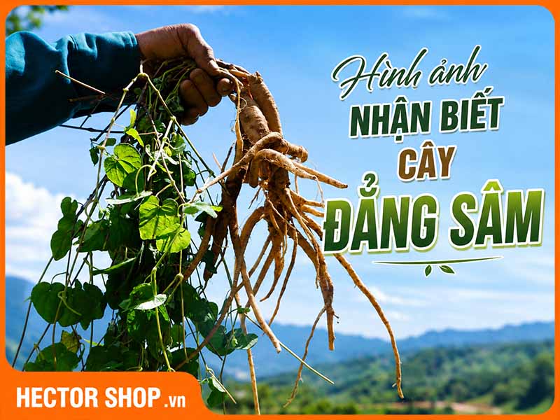 Hình Ảnh Cây Đẳng Sâm: Cách Nhận Biết Thân, Lá, Hoa Và Củ
