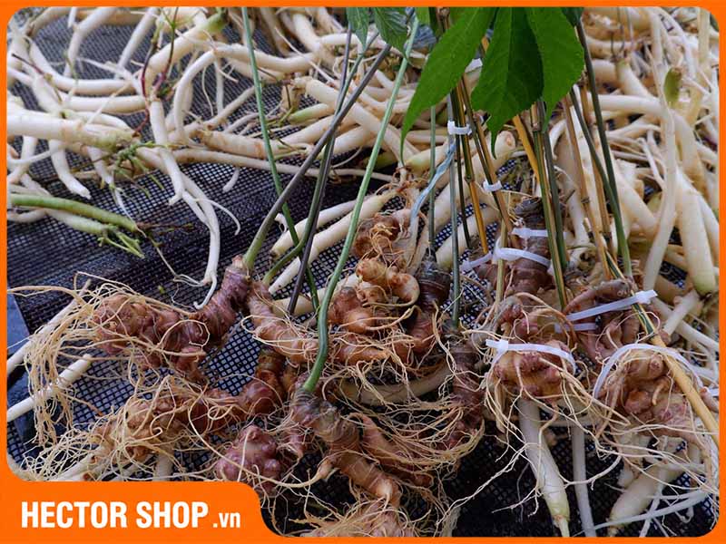 Đẳng Sâm Và Nhân Sâm Khác Nhau Thế Nào? Cách Phân Biệt