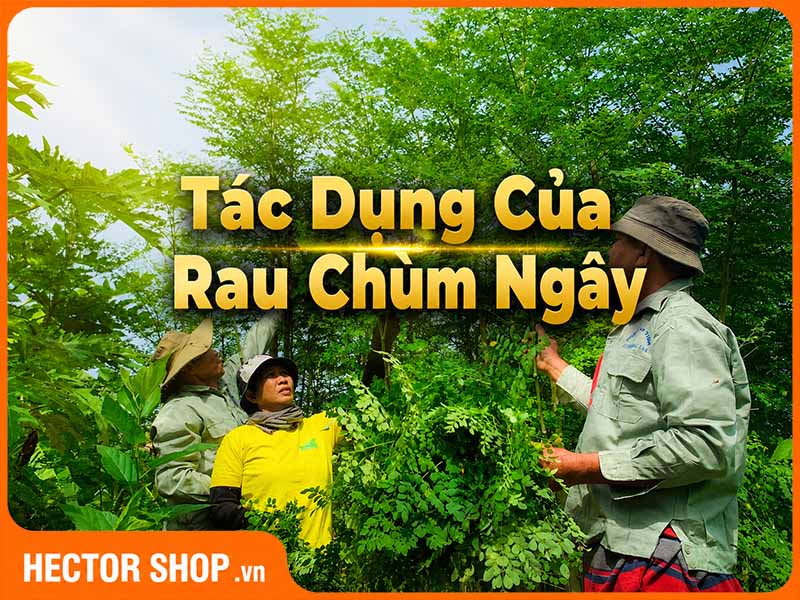 Tác Dụng Của Rau Chùm Ngây: Dinh Dưỡng Và Lợi Ích Sức Khỏe